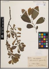 Foto von Salix cinerea L. x Salix nigricans Sm.